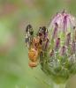 Xyphosia miliaria